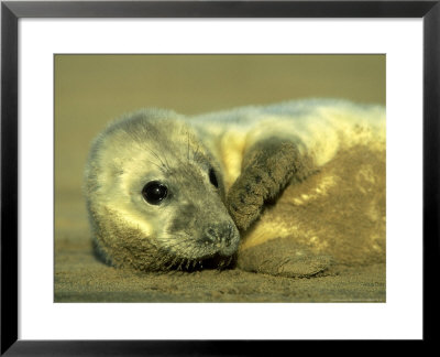 Grey Seal, Pup, Uk by Mark Hamblin Pricing Limited Edition Print image