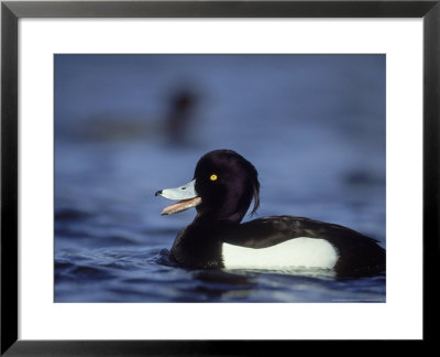 Tufted Duck, Aythya Fuligula Male Calling, On Water Scotland, Uk by Mark Hamblin Pricing Limited Edition Print image