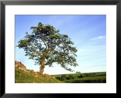 Hawthorn Tree, Single Tree In Summer, Uk by Mark Hamblin Pricing Limited Edition Print image