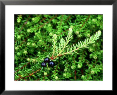 Crowberry, Close-Up, Uk by Mark Hamblin Pricing Limited Edition Print image