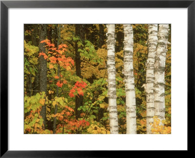 Maples With Paper Birch, Usa by Mark Hamblin Pricing Limited Edition Print image