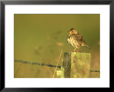 Meadow Pipit, Anthus Pratensis Adult Perched On Fence Post Highlands, Scotland by Mark Hamblin Pricing Limited Edition Print image
