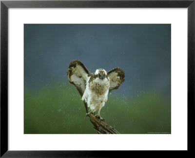 Osprey, Pandion Haliaetus Adult Male Perched Shaking Wings, Scotland, Uk by Mark Hamblin Pricing Limited Edition Print image