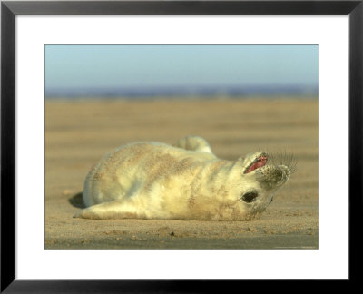 Grey Seal, Halichoerus Grypus Pup Lying On Sand Uk by Mark Hamblin Pricing Limited Edition Print image