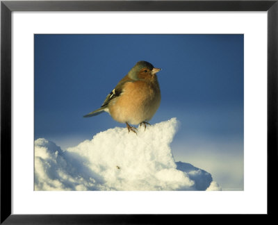 Chaffinch, Fringilla Coelebs Male Perched In Snow Strathspey, Scotland by Mark Hamblin Pricing Limited Edition Print image