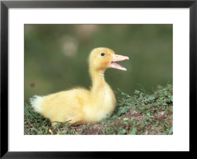 Duckling, Calling, Uk by Mark Hamblin Pricing Limited Edition Print image