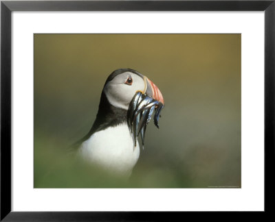Atlantic Puffin, Close-Up Of Adult With Sand Eels, Scotland by Mark Hamblin Pricing Limited Edition Print image