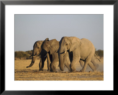 African Elephant, Three Bulls Walking To Water Hole, Botswana, Southern Africa by Mark Hamblin Pricing Limited Edition Print image
