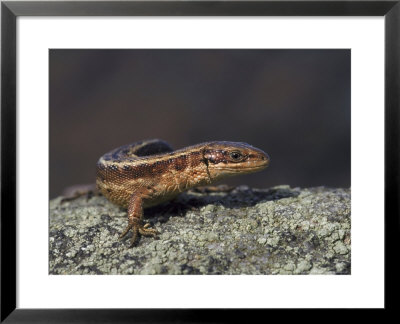 Common Lizard, Female Basking On Rock, Uk by Mark Hamblin Pricing Limited Edition Print image