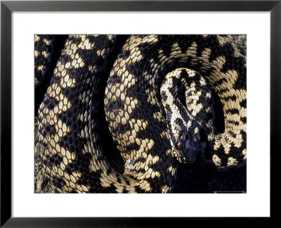 Adder, Uk by Mark Hamblin Pricing Limited Edition Print image