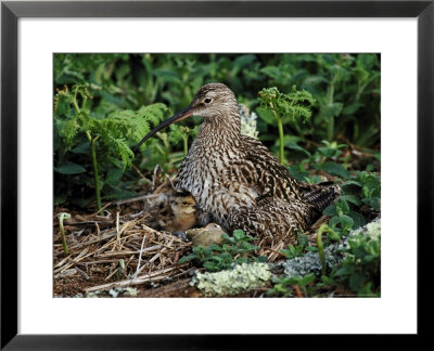 Curlew by Mark Hamblin Pricing Limited Edition Print image