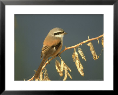 Rufous-Backed Shrike, Perched On Thorn Bush, N. India by Mark Hamblin Pricing Limited Edition Print image