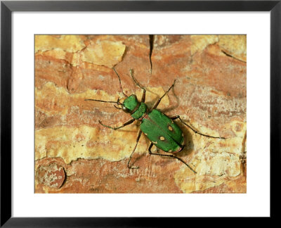 Green Tiger Beetle, Adult On Pine Bark, Scotland by Mark Hamblin Pricing Limited Edition Print image