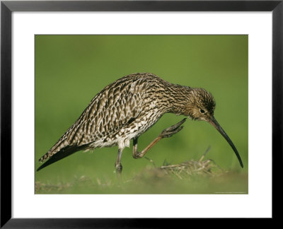 Curlew, Scratching Chin With Foot, Scotland by Mark Hamblin Pricing Limited Edition Print image