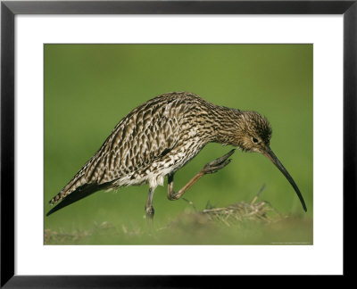 Curlew, Scratching Chin With Foot, Scotland by Mark Hamblin Pricing Limited Edition Print image