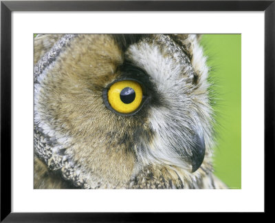 Long-Eared Owl, Close-Up Portrait, Uk by Mark Hamblin Pricing Limited Edition Print image