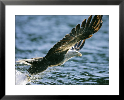 White-Tailed Eagle, Adult Catching Fish, Norway by Mark Hamblin Pricing Limited Edition Print image