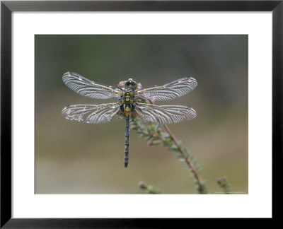 White-Faced Darter, Adult On Heather Sprig, Scotland by Mark Hamblin Pricing Limited Edition Print image