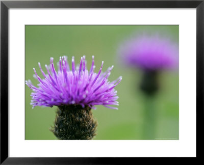 Common Knapweed, Close Up Of Flower Head, Scotland by Mark Hamblin Pricing Limited Edition Print image