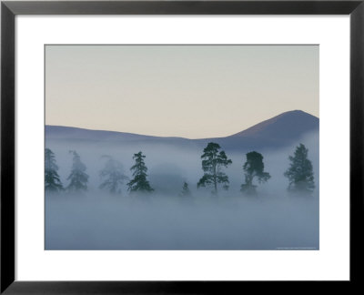 Scots Pines In Mist At Dawn, Cairngorms National Park, Scotland by Mark Hamblin Pricing Limited Edition Print image
