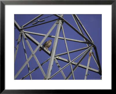 Common Buzzard, Adult On Electricity Pylon, Scotland by Mark Hamblin Pricing Limited Edition Print image