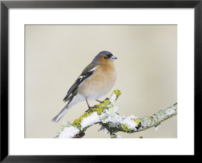 Chaffinch, Adult Male On Branch, Scotland by Mark Hamblin Pricing Limited Edition Print image