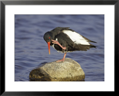 Oystercatcher, Adult Scratching, Scotland by Mark Hamblin Pricing Limited Edition Print image