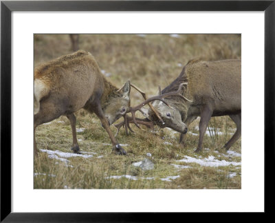 Red Deer, Stags Rutting, Scotland by Mark Hamblin Pricing Limited Edition Print image