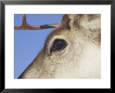 Reindeer, Eye, Scotland by Mark Hamblin Pricing Limited Edition Print image