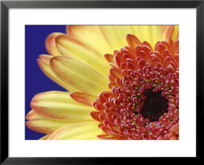 Yellow Daisy, Scotland by Mark Hamblin Pricing Limited Edition Print image