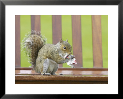 Grey Squirrel On Park Bench Feeding On Left-Over Food Found In Rubbish Bin, Scotland by Mark Hamblin Pricing Limited Edition Print image