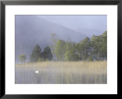 Loch Pityoulish On Misty Morning With Mute Swan On Water Amongst Reeds, Scotland by Mark Hamblin Pricing Limited Edition Print image