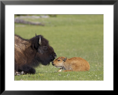 Bison, Young Calf And Mother Laid Down Resting In Meadow, Usa by Mark Hamblin Pricing Limited Edition Print image