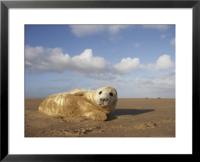 Grey Seal, Young Pup (3-5 Days Old) Lying On Sand Bar, Uk by Mark Hamblin Pricing Limited Edition Print image