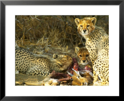 Cheetah, Cubs Feeding On An Impala, Northern Tuli Game Reserve, Botswana by Roger De La Harpe Pricing Limited Edition Print image