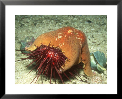 Bat Star, Eating Red Urchin, Usa by Richard Herrmann Pricing Limited Edition Print image