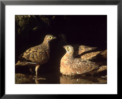 Burchells Sandgrouse, Soaking Breast Feathers, Sa by Tim Jackson Pricing Limited Edition Print image