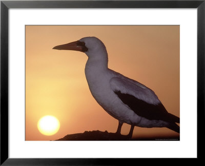 Nazca Booby, Cliff Edge Roosting Spot At Sunset, Galapagos by Mark Jones Pricing Limited Edition Print image