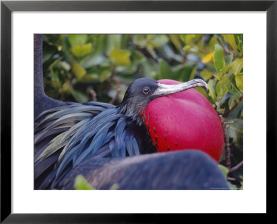 Great Frigate Bird, Courting Male With Fully Inflated Gular Pouch, Galapagos by Mark Jones Pricing Limited Edition Print image