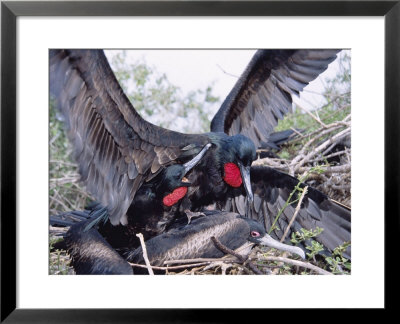Great Frigate Bird, Frustrated Unpaired Males Fighting With A Mated Male, Galapagos by Mark Jones Pricing Limited Edition Print image