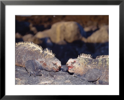 Marine Iguana, Males Fighting, Fernandina Island, Galapagos by Mark Jones Pricing Limited Edition Print image