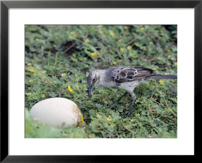 Espanola Mockingbird, Feeding, Espanola Island, Galapagos by Mark Jones Pricing Limited Edition Print image