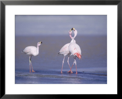 Jamess Flamingo, Males Squabbling, Laguna Hedionda, Bolivia by Mark Jones Pricing Limited Edition Print image
