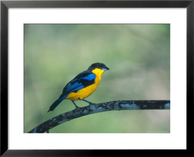 Blue Winged Mountain Tanager, Western Slope Of Pichincha Volcano, Ecuador by Mark Jones Pricing Limited Edition Print image