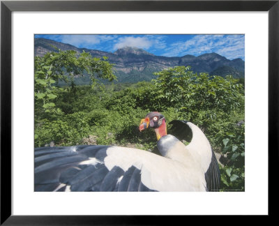 King Vulture, Sunbathing, Cerro Chaparri, Peru by Mark Jones Pricing Limited Edition Print image
