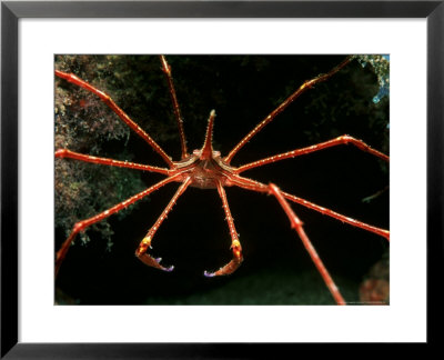 Arrow Crab, Lanzarote, Canary Islands by Paul Kay Pricing Limited Edition Print image