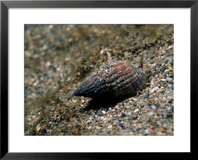 Sting Winkle Or Netted Dog Whelk, Pen-Ychain, Uk by Paul Kay Pricing Limited Edition Print image
