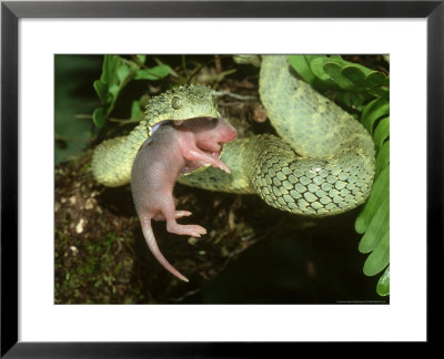 African Bush Viper, Atheris Squamiger, Eating Pinky (Young Mouse), Zaire by Brian Kenney Pricing Limited Edition Print image