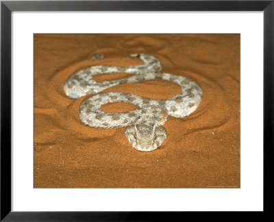 Desert Horned Viper, Venomous, Egypt by Brian Kenney Pricing Limited Edition Print image