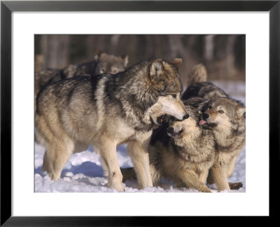 Grey Wolf, Interacting, Minnesota by Brian Kenney Pricing Limited Edition Print image